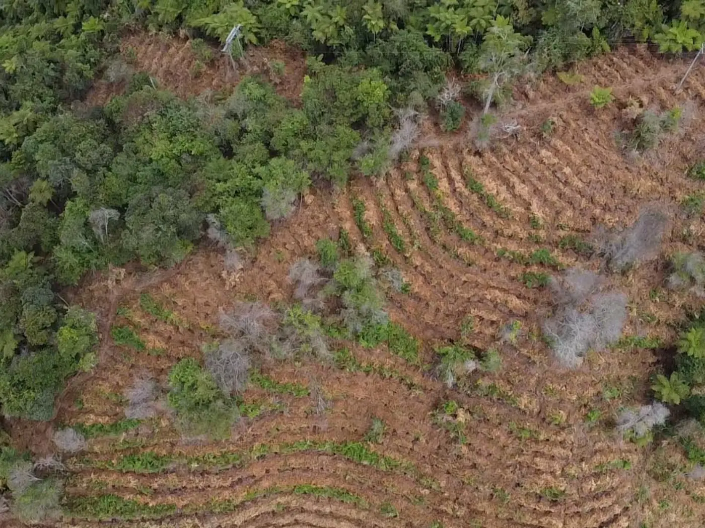 Trabajo en campo relacionado con Servicios Forestales